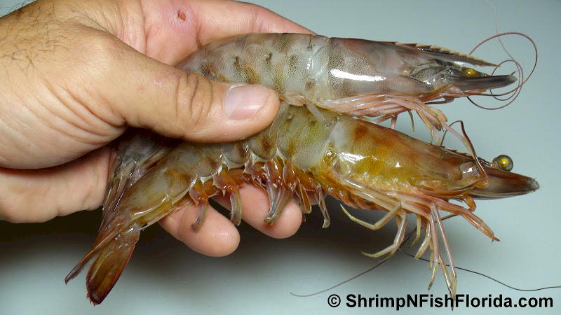 Photo's of  Florida Winter Shrimp Photo's of  Florida Winter Shrimp