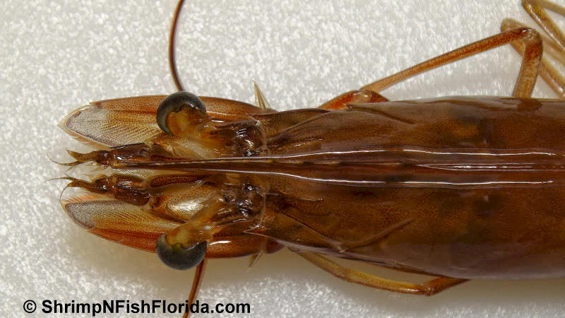 Close-up Shrimp  Photo's by Shrimping Gone Wild Close-up Shrimp  Photo's by Shrimping Gone Wild