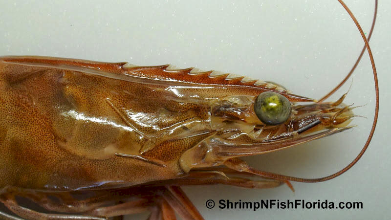 Shrimp Zilla Shrimp  Photo's by Shrimping Gone Wild Shrimp Zilla Shrimp  Photo's by Shrimping Gone Wild