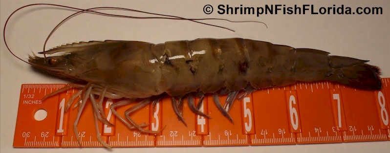 eight inch  Florida Winter Shrimp
