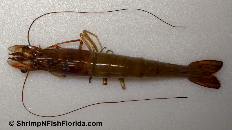Close-up Shrimp  Photo's by Shrimping Gone Wild Close-up Shrimp  Photo's by Shrimping Gone Wild