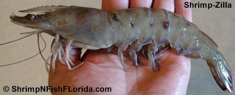 Shrimp Zilla Photo's of  Florida Winter Shrimp Shrimp Zilla Photo's of  Florida Winter Shrimp