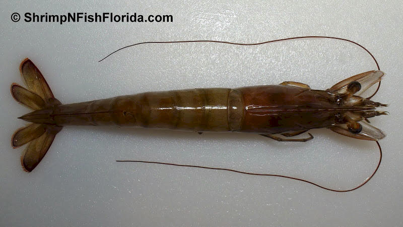 Cool Close-up Photo's of  Florida Winter Shrimp Cool Close-up Photo's of  Florida Winter Shrimp