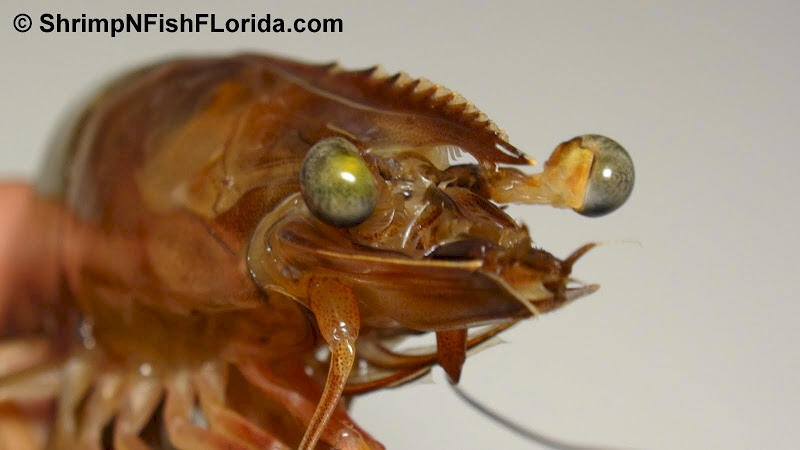 Shrimp Photo's by Shrimping Gone Wild Shrimp Photo's by Shrimping Gone Wild