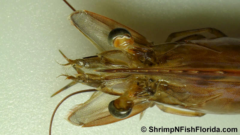 Cool Close-up Photo's of  Florida Winter Shrimp Cool Close-up Photo's of  Florida Winter Shrimp