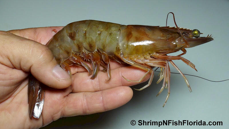 Photo's of  Florida Winter Shrimp