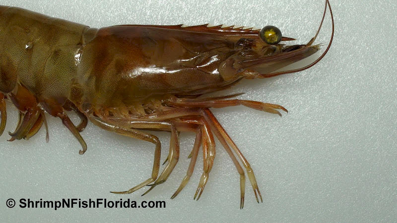 Close-up Photo's of  Florida Winter Shrimp Close-up Photo's of  Florida Winter Shrimp