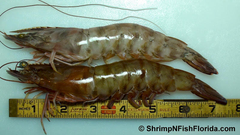 Cool Close-up Photo's of  Florida Winter Shrimp Cool Close-up Photo's of  Florida Winter Shrimp