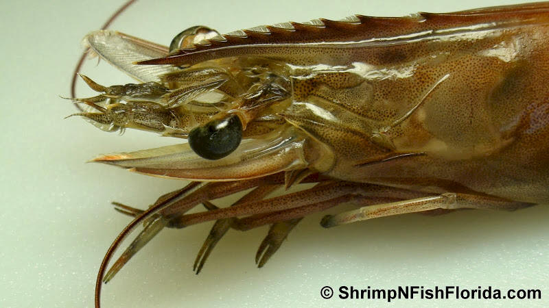 Cool Close-up Photo's of  Florida Winter Shrimp Cool Close-up Photo's of  Florida Winter Shrimp