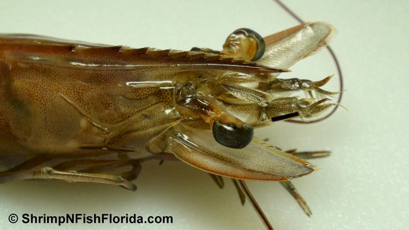 Cool Close-up Photo's of  Florida Winter Shrimp