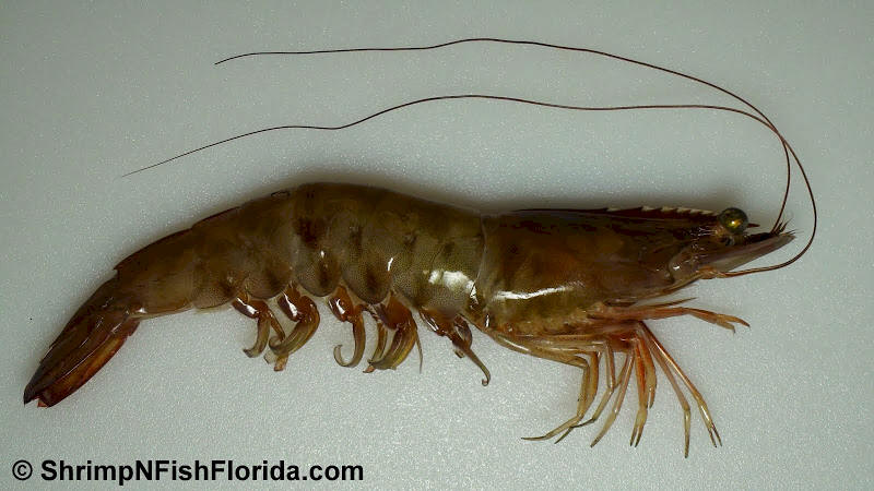Close-up Photo's of  Florida Winter Shrimp Close-up Photo's of  Florida Winter Shrimp