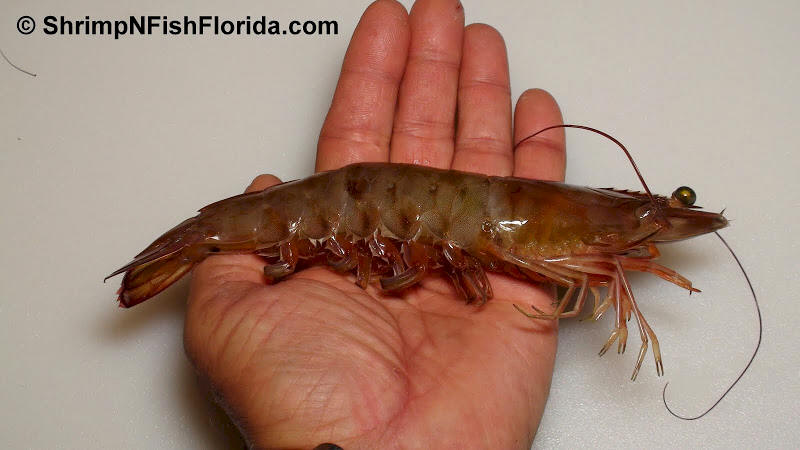 Close-up Photo's of  Florida Winter Shrimp Close-up Photo's of  Florida Winter Shrimp