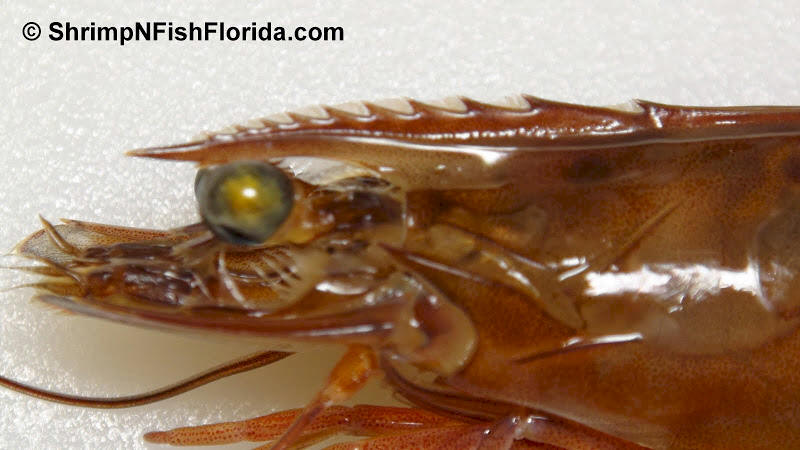 Close-up Photo's of  Florida Shrimp