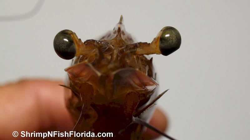 Close up Shrimp  Photo's by Shrimping Gone Wild Close up Shrimp  Photo's by Shrimping Gone Wild