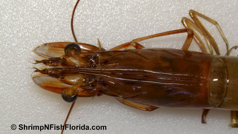 Close-up Shrimp  Photo's by Shrimping Gone Wild Close-up Shrimp  Photo's by Shrimping Gone Wild
