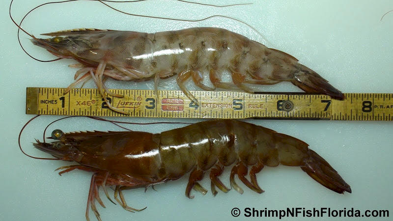 Cool Close-up Photo's of  Florida Winter Shrimp Cool Close-up Photo's of  Florida Winter Shrimp