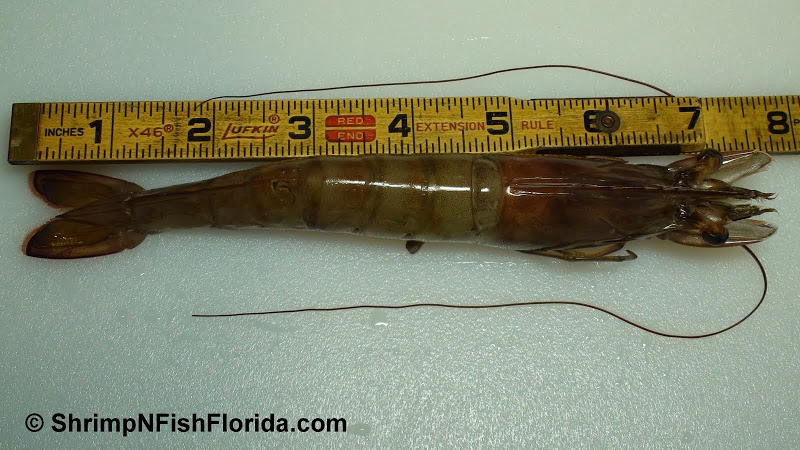 eight inch Florida Winter Shrimp eight inch Florida Winter Shrimp