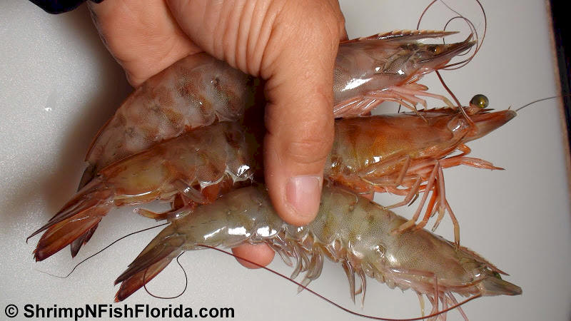 Photo's of  Florida Winter Shrimp Photo's of  Florida Winter Shrimp