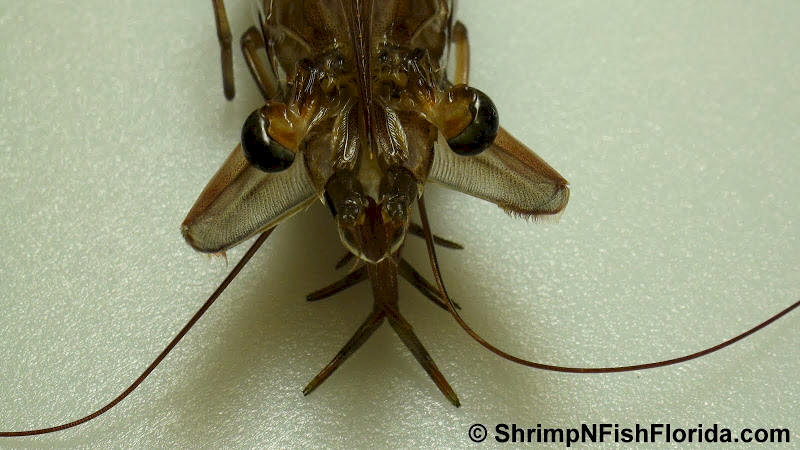 Close-up Photo's of  Florida Winter Shrimp Close-up Photo's of  Florida Winter Shrimp