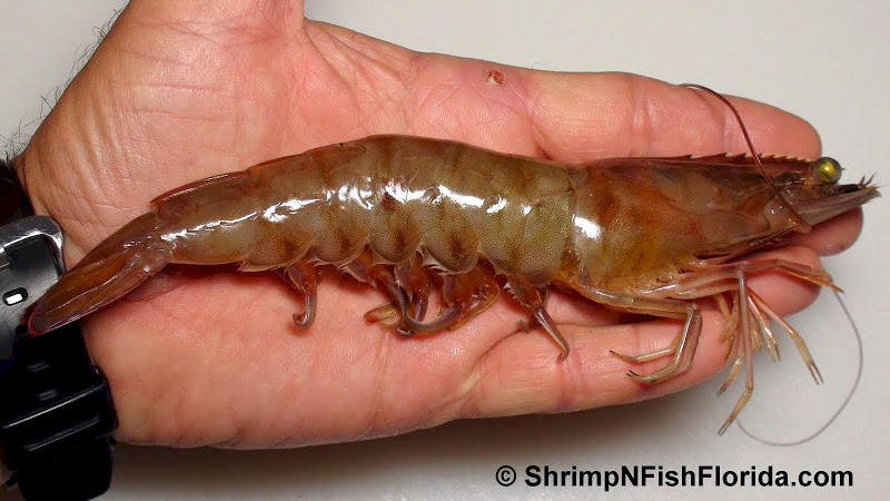 Close-up Photo's of  Florida Winter Shrimp