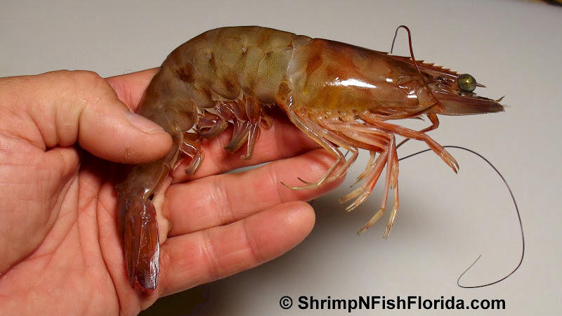 Close-up Photo's of  Florida Winter Shrimp Close-up Photo's of  Florida Winter Shrimp
