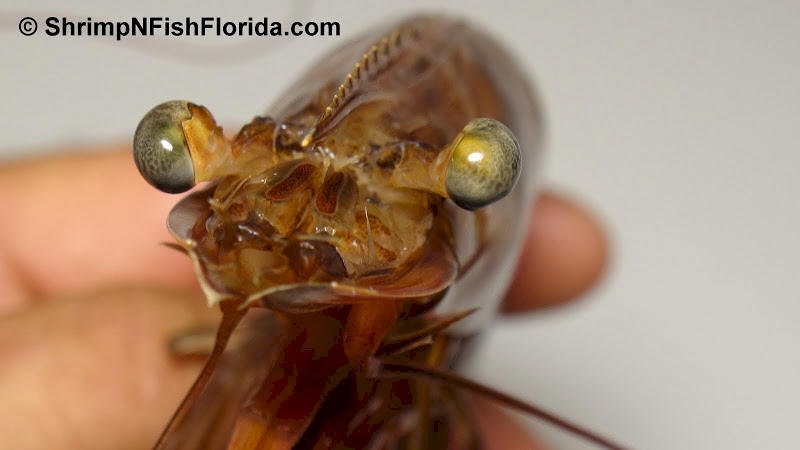 Giant Shrimp  Photo's by Shrimping Gone Wild Giant Shrimp  Photo's by Shrimping Gone Wild