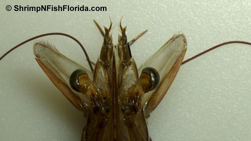 Close-up Photo's of  Florida Winter Shrimp