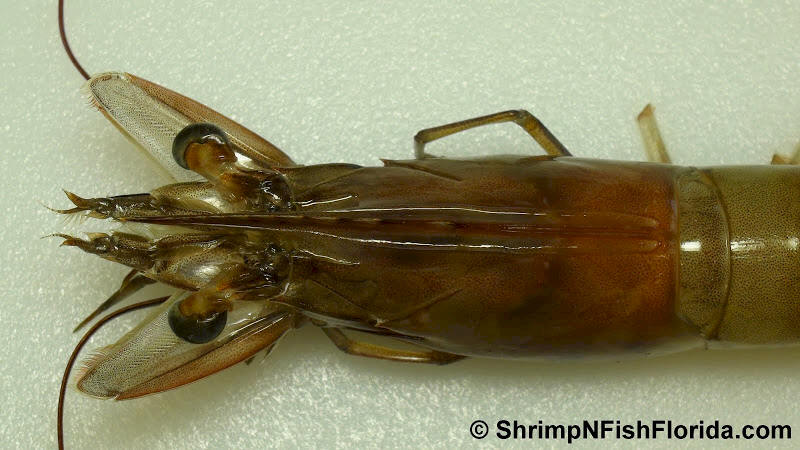 Close-up Photo's of  Florida Winter Shrimp Close-up Photo's of  Florida Winter Shrimp