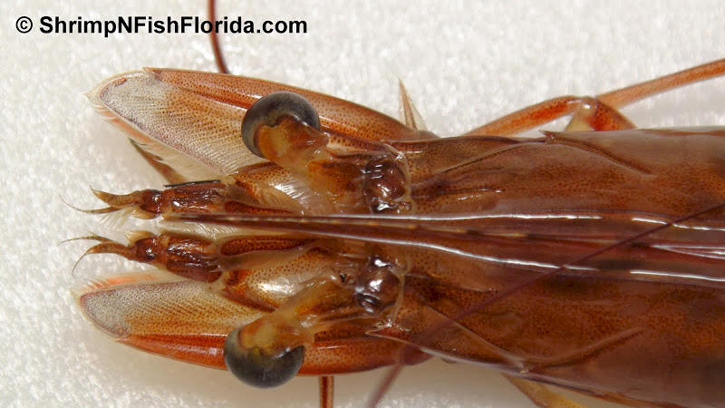 Close-up Shrimp  Photo's by Shrimping Gone Wild Close-up Shrimp  Photo's by Shrimping Gone Wild