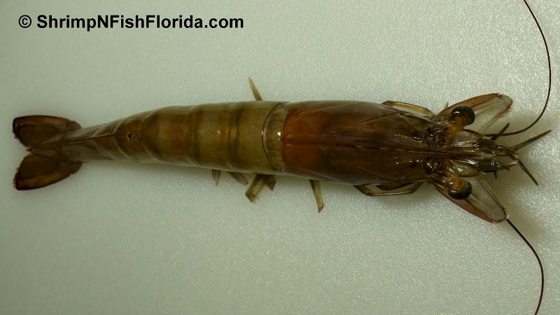 Close-up Photo's of  Florida Winter Shrimp Close-up Photo's of  Florida Winter Shrimp