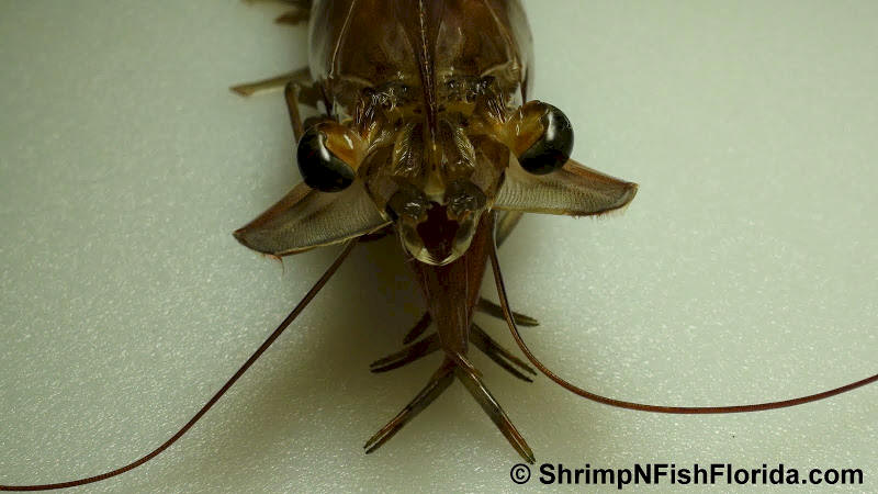 Close-up Photo's of  Florida Winter Shrimp Close-up Photo's of  Florida Winter Shrimp